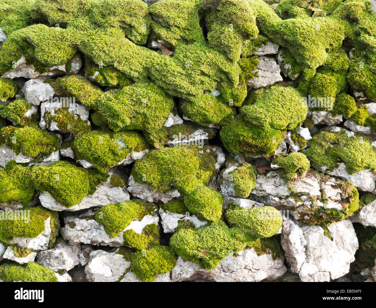 Ein Abschnitt des Mauerwerks Trockenmauern bedeckt in Moos Stockfoto