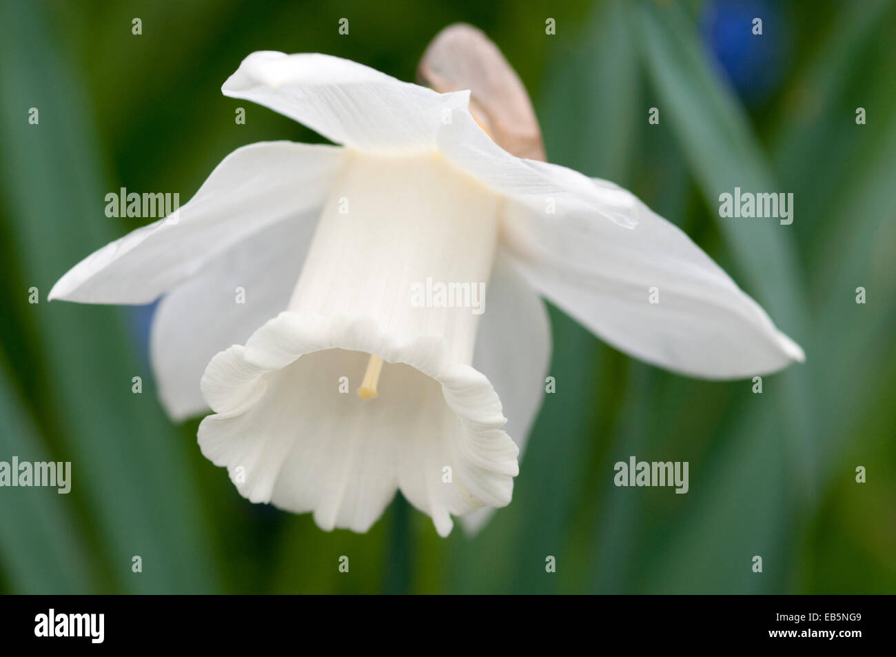 NARCISSUS MOUNT HOOD Stockfoto