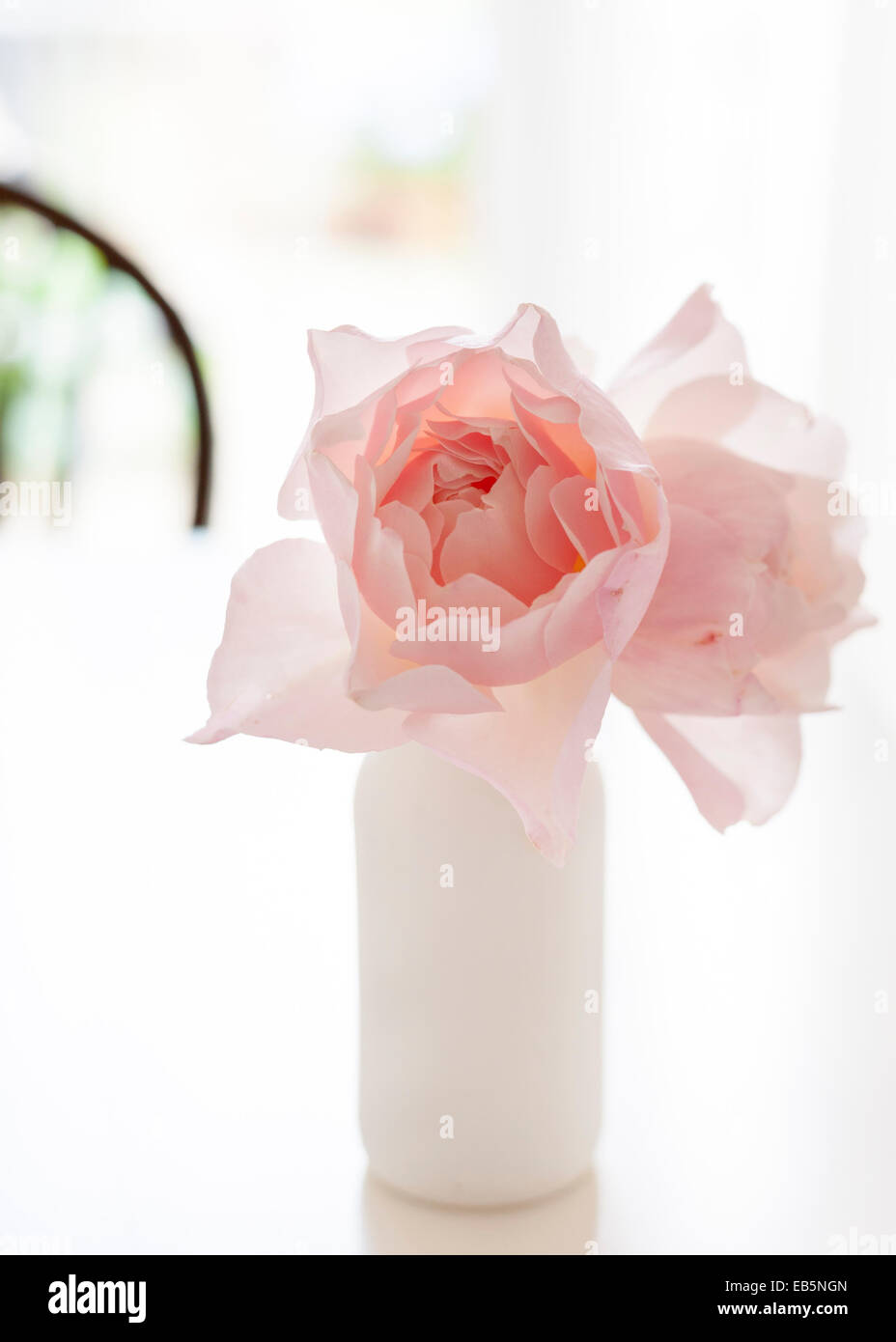 Zwei David Austin "großzügige Gärtner" Rosa Rosen in einer weißen Milchflasche weißen Tisch, Holzstuhl und verschwommenen hellen Hintergrund Stockfoto