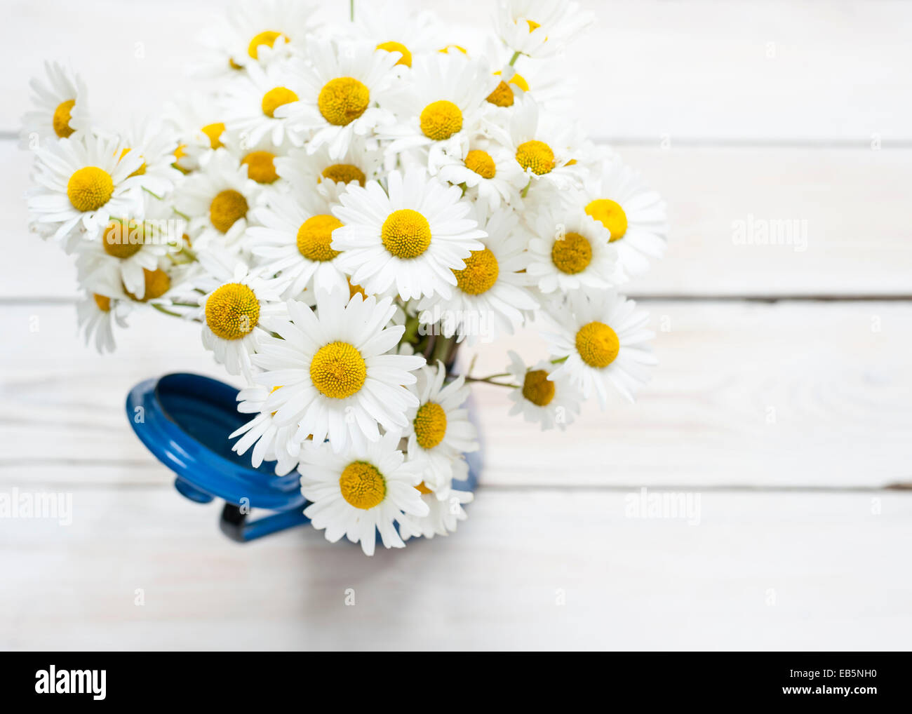 eine Reihe von Ochsen-Auge Gänseblümchen in eine Blaue Kaffeekanne auf einem weißen Tisch Stockfoto
