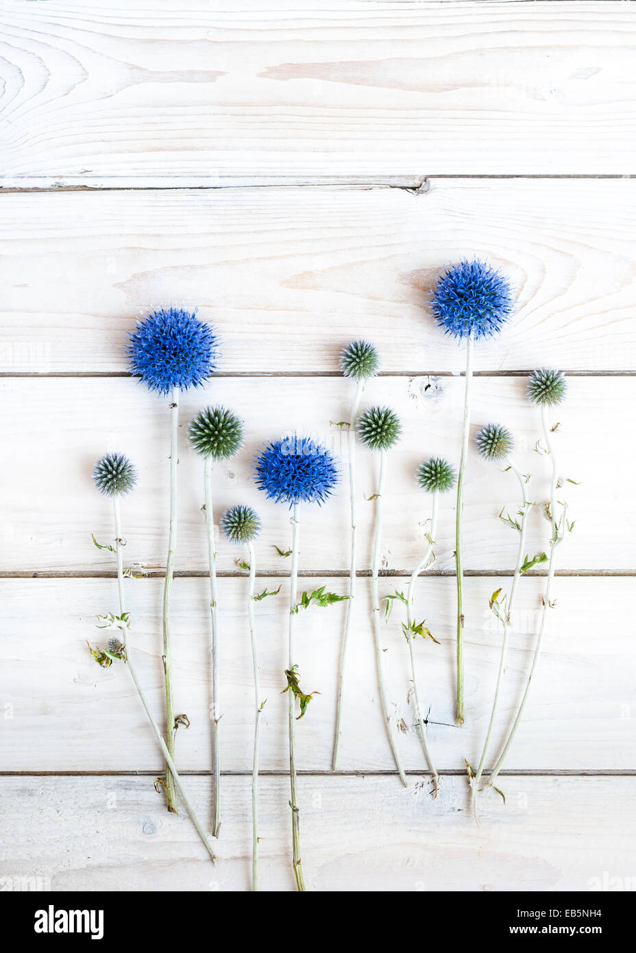 Echinops auf weißer Holztisch Stockfoto