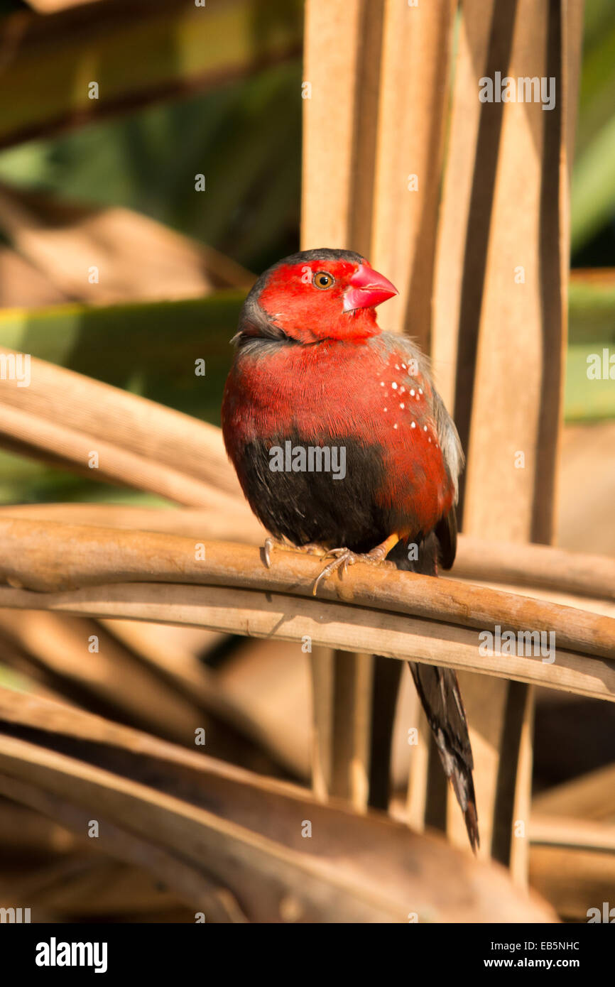 männliche Crimson Finch (Neochima Phaeton) thront auf einem Toten Palmwedel Stockfoto