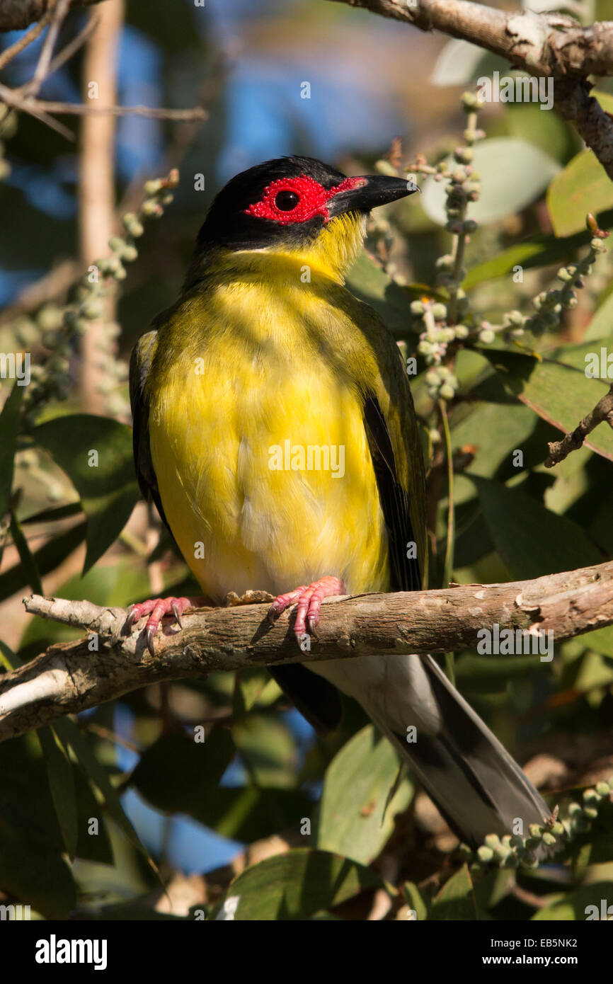 männliche Australasian Figbird (Specotheres Viridis) Stockfoto