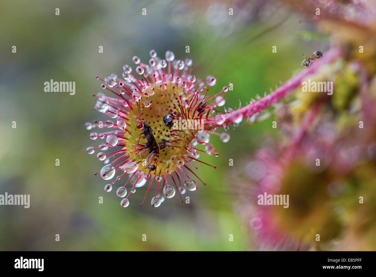 Runde rotblättrige Sonnentau; Drosera Rotundifolia; Close Up; UK Stockfoto