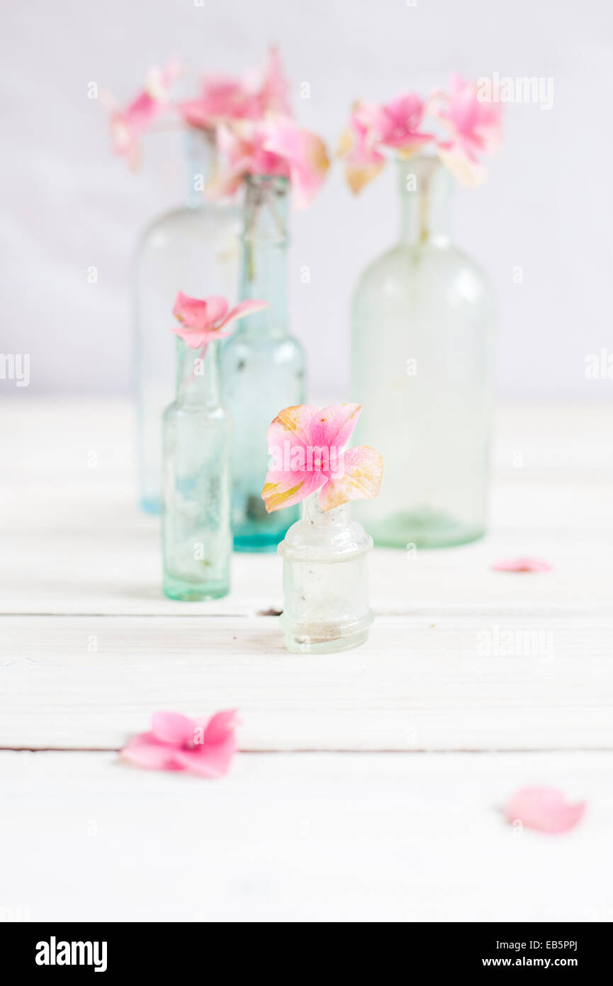 eine kreative Blütenpracht der einzelnen Hydrangea blüht in Vintage Miniflaschen - sehr schön auf einem Regal, Schreibtisch oder Tisch Stockfoto
