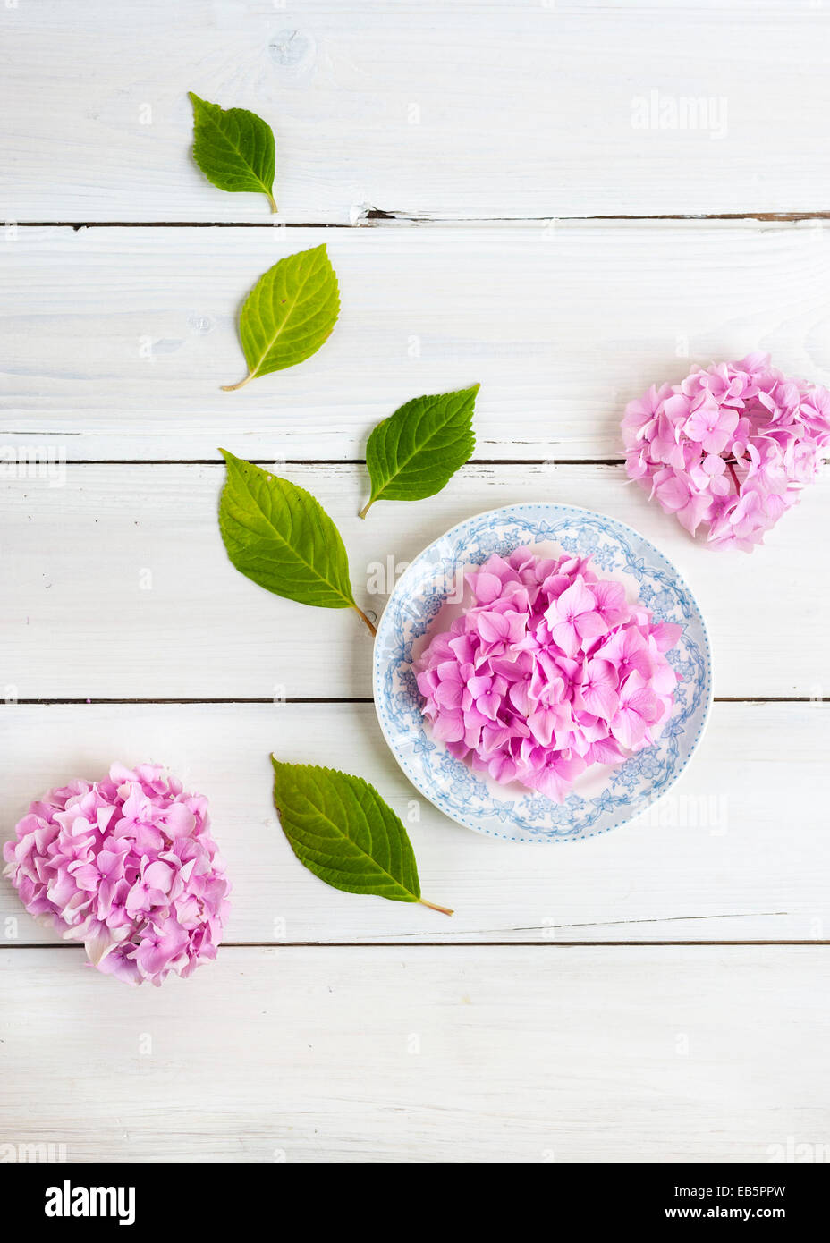 Overhead Schuss drei Rosa Hortensie Köpfe, auf Vintage weiße und blaue Platte und Blättern, auf einem weißen hölzernen Lattenrost Hintergrund Stockfoto