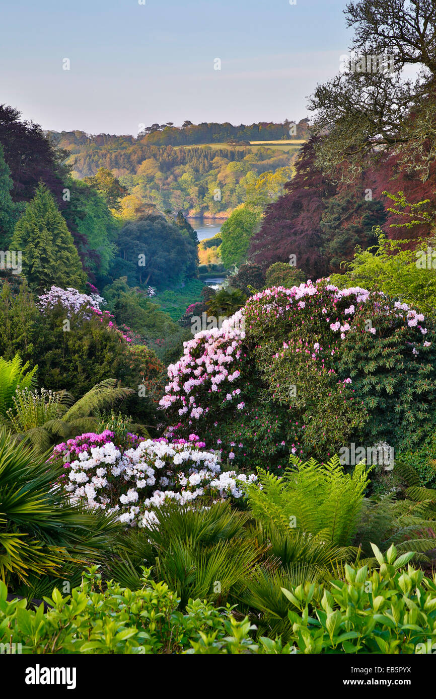 Trebah Garten; Feder; Cornwall, UK Stockfoto