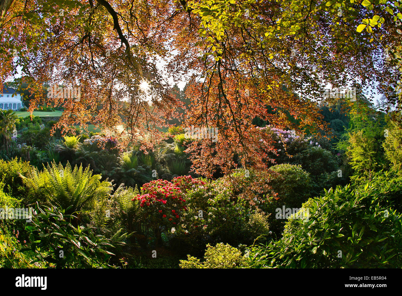 Trebah Garten; Feder; Cornwall, UK Stockfoto