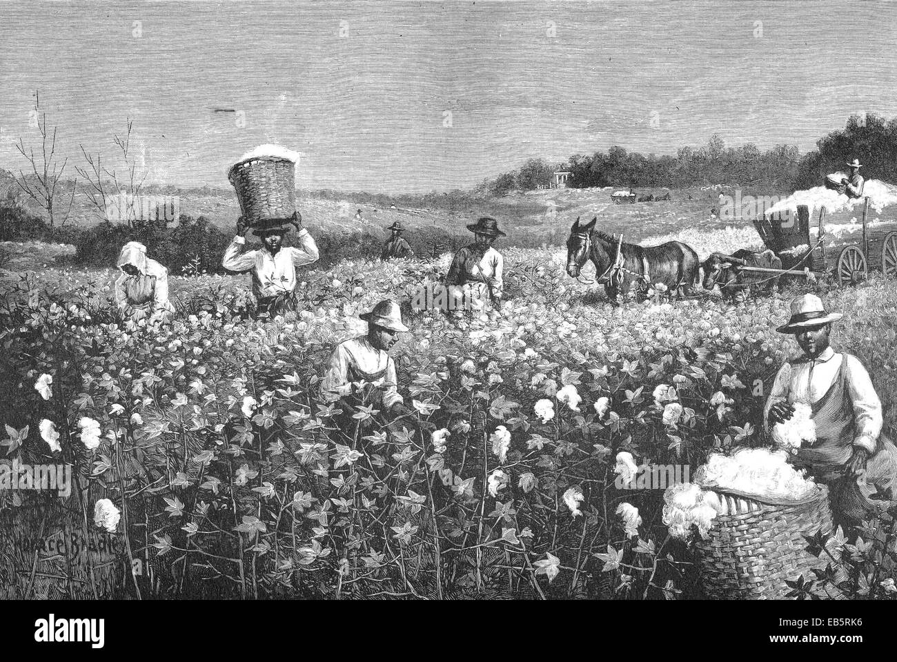 Baumwoll-Kommissionierung in Mississippi um 1880 von Harpers wöchentlich Stockfoto