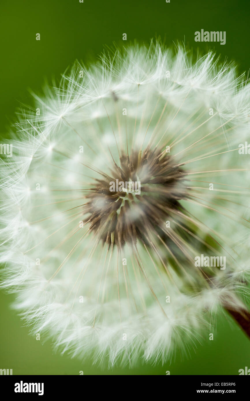 Detail der Samen von einem Löwenzahn Stockfoto