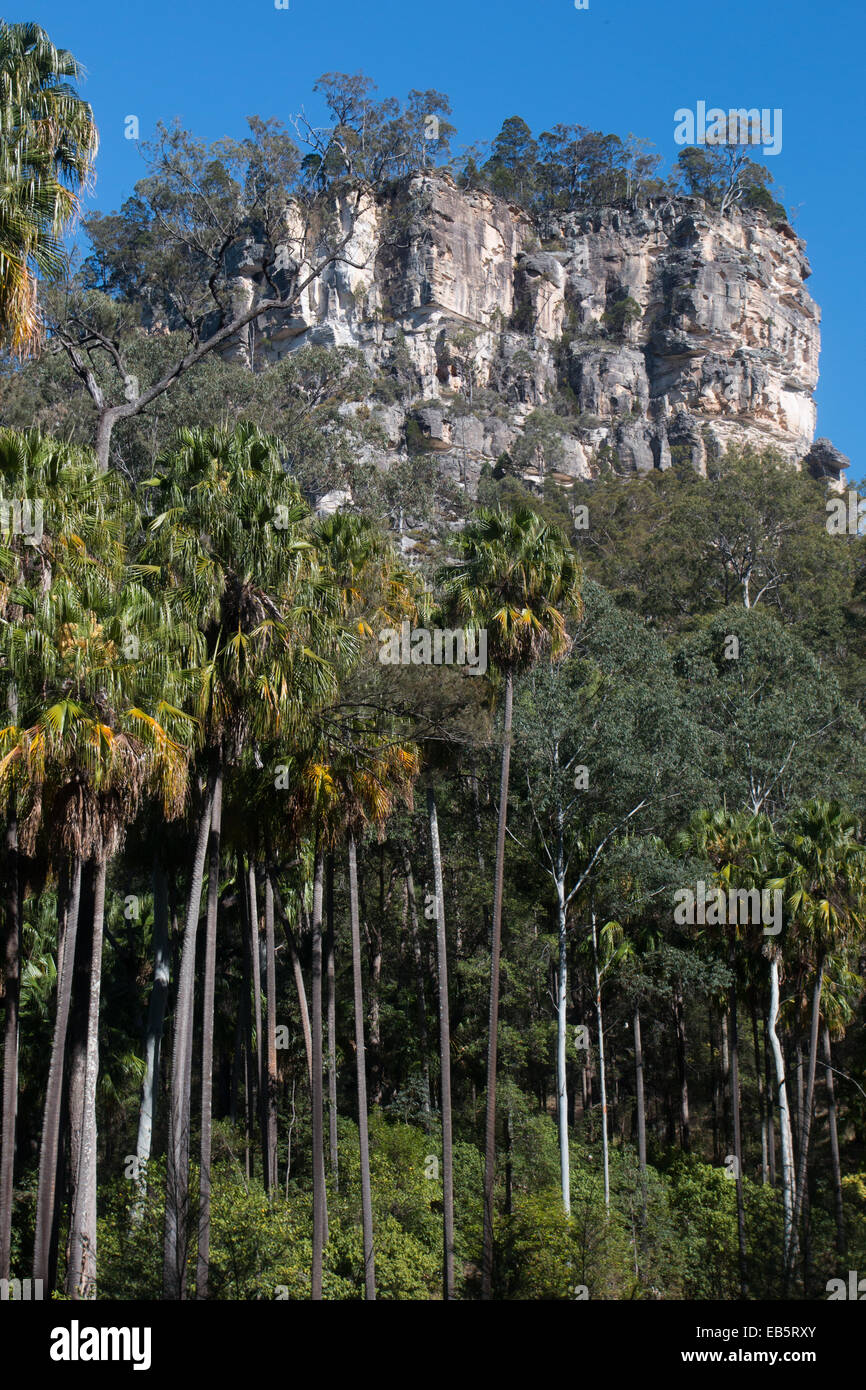 Carnarvon Fan Palmen unter die sich abzeichnende Sandsteinfelsen von Carnarvon Gorge, Queensland, Australien Stockfoto