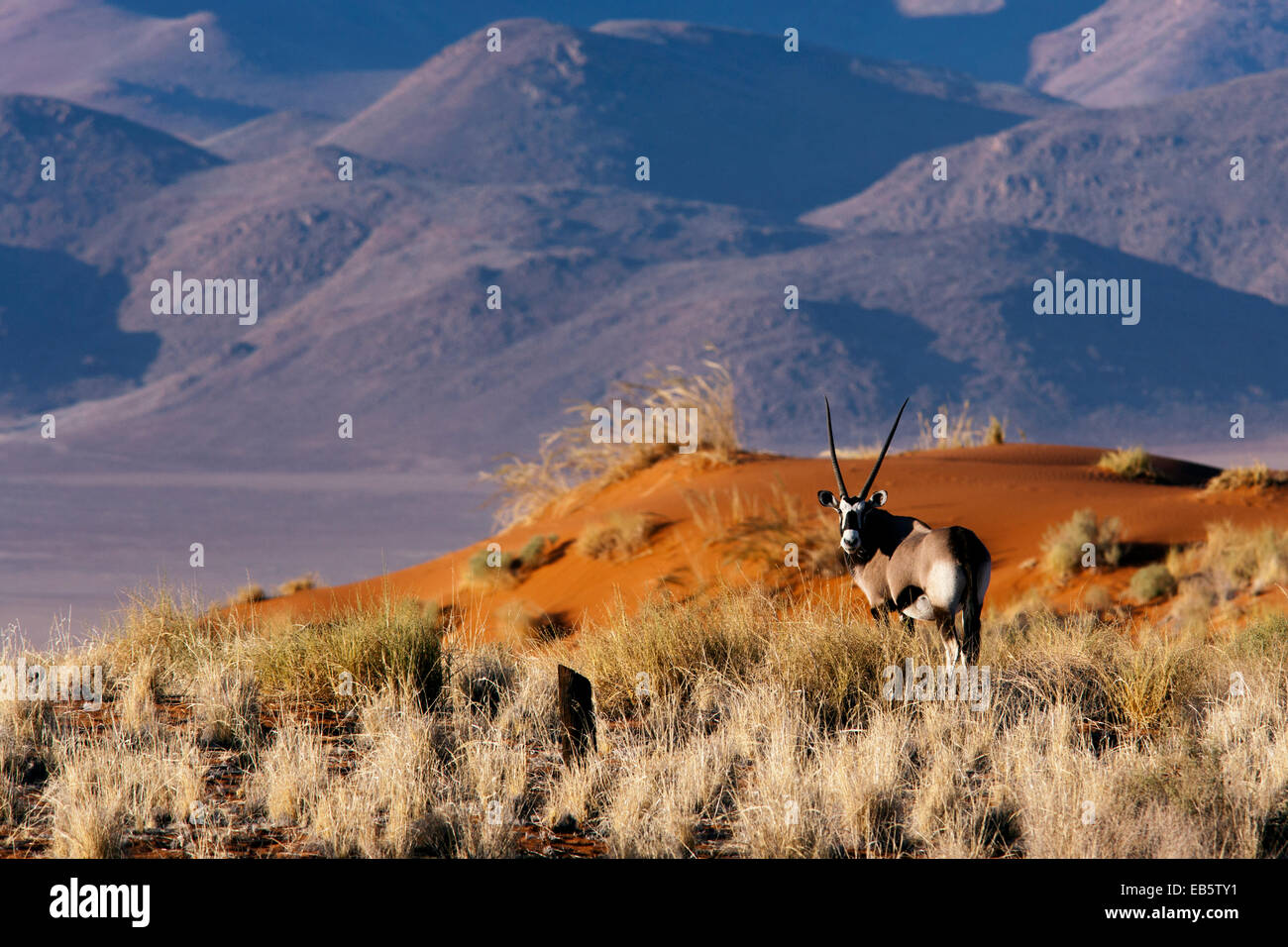 Oryx (Oryx Gazella) in Wolwedans Landschaft - NamibRand Nature Reserve - Hardap Region, Namibia, Afrika Stockfoto