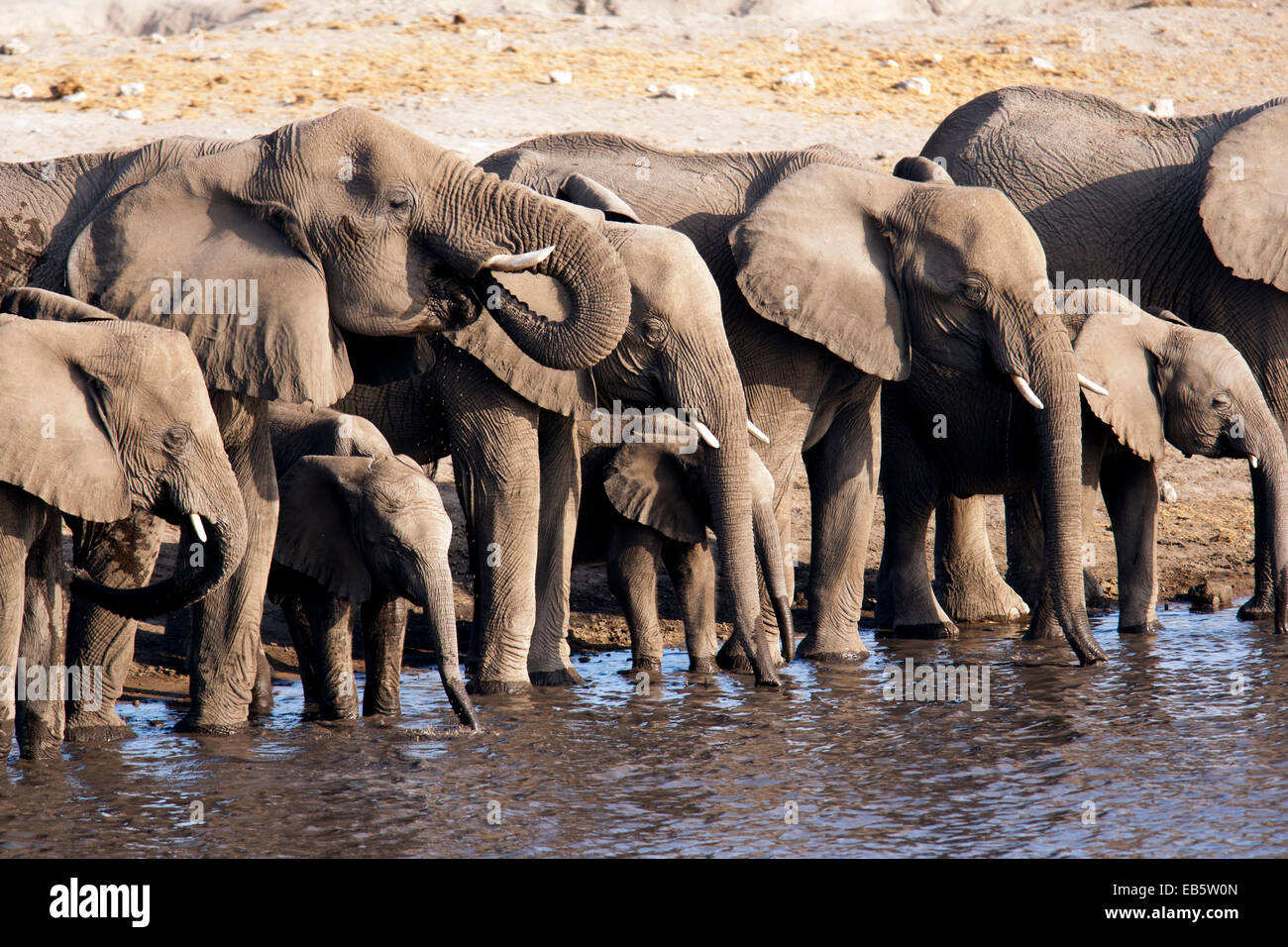 Afrikanischer Elefant (Loxodonta Africana) am Chudob Wasserloch-Etosha Nationalpark - Namibia, Afrika Stockfoto