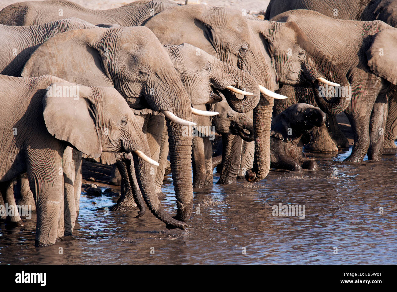 Afrikanischer Elefant (Loxodonta Africana) am Chudob Wasserloch-Etosha Nationalpark - Namibia, Afrika Stockfoto