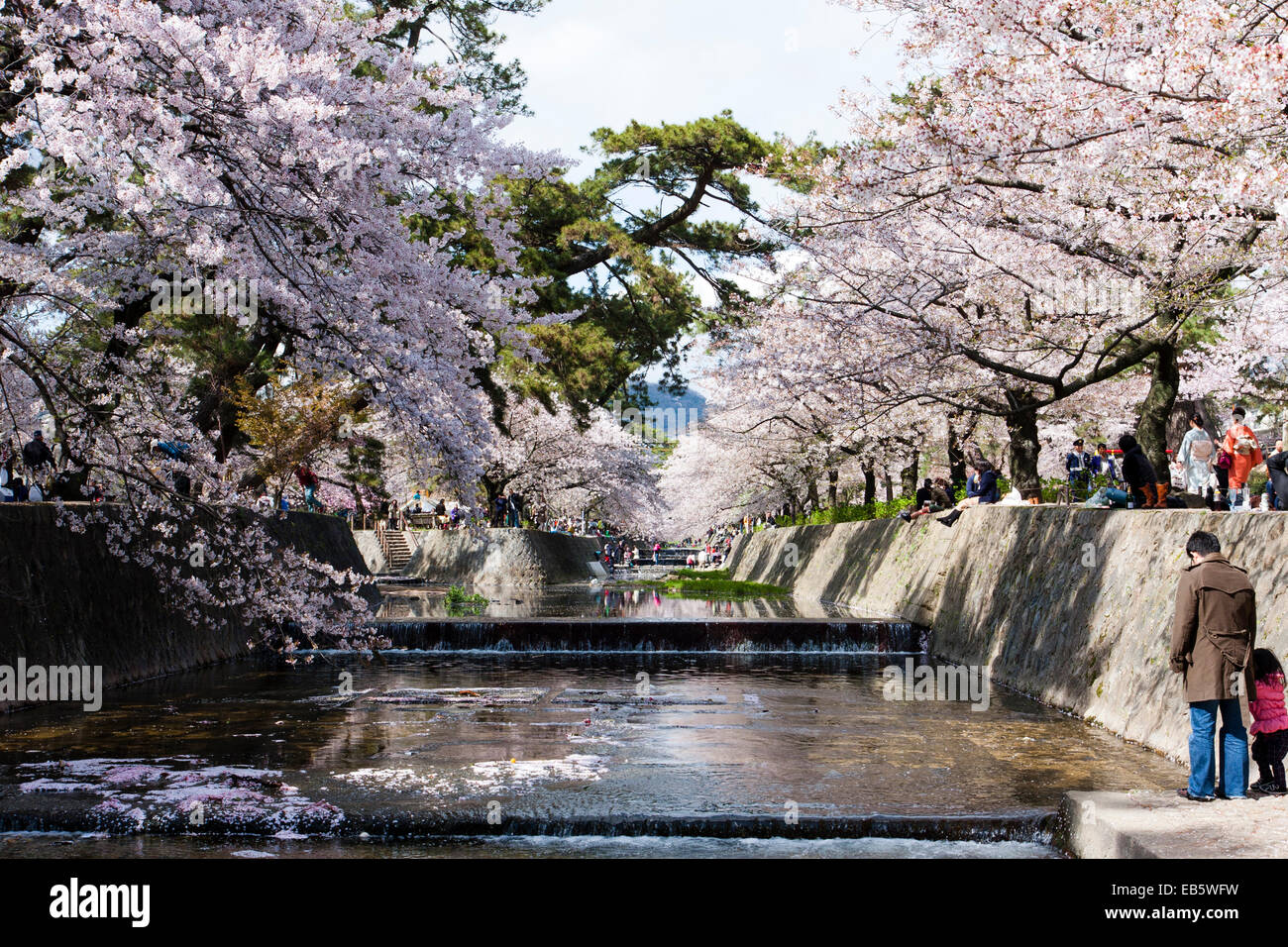 Malerischer Fluss bei Shukugawa in Japan. Blick entlang des Flusses zwischen zwei Betonbänken mit überhängenden Kirschblütenbäumen im Frühling in voller Blüte. Stockfoto