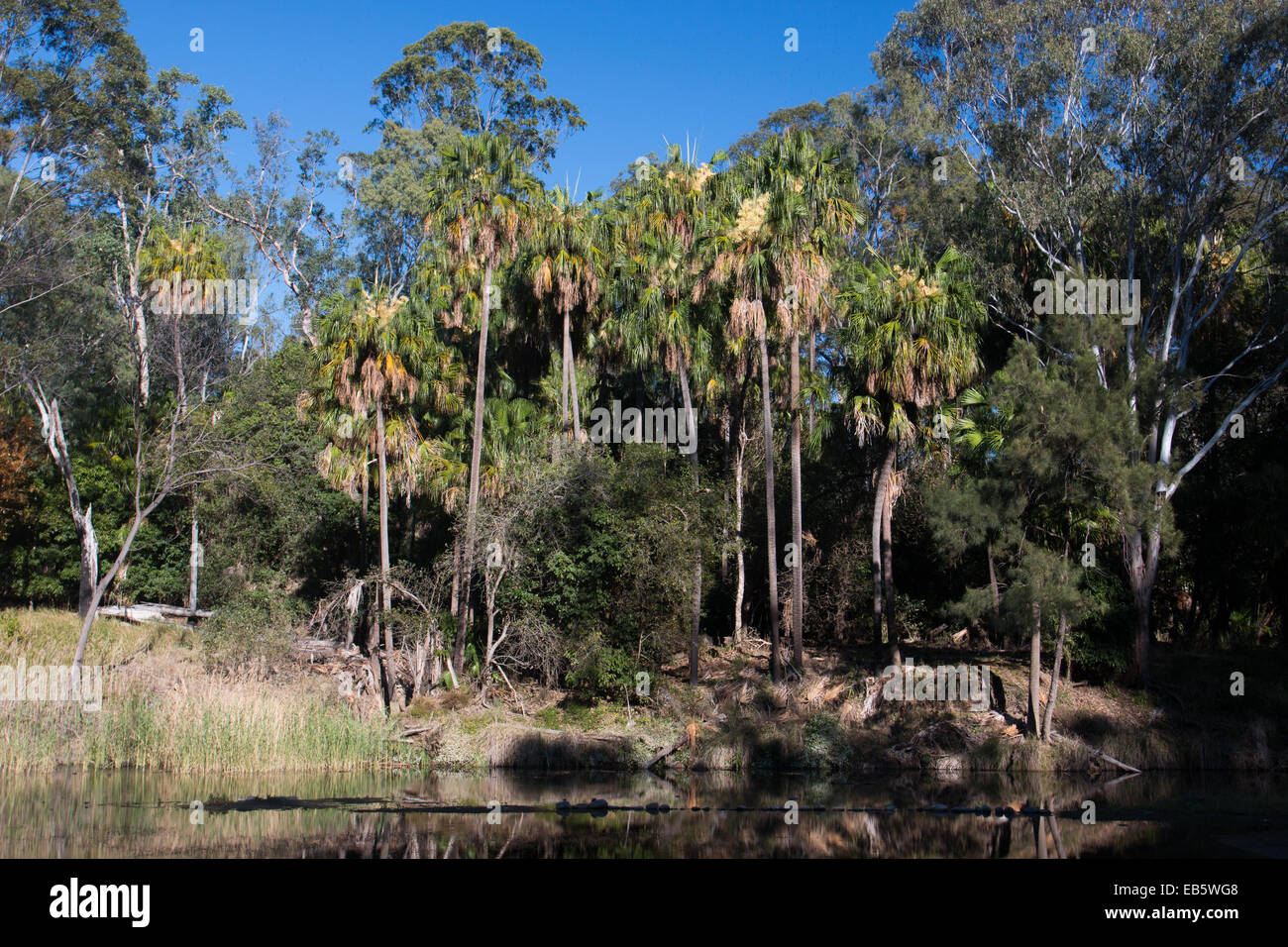 Carnarvon Fan Palmen (Livistona Nitida) am Rande des Rock Pool, Carnarvon Nationalpark, Queensland, Australien Stockfoto
