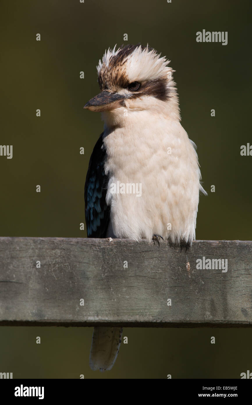 Laughing Kookaburra (Dacelo Novaeguineae) thront auf einem Holzzaun Stockfoto