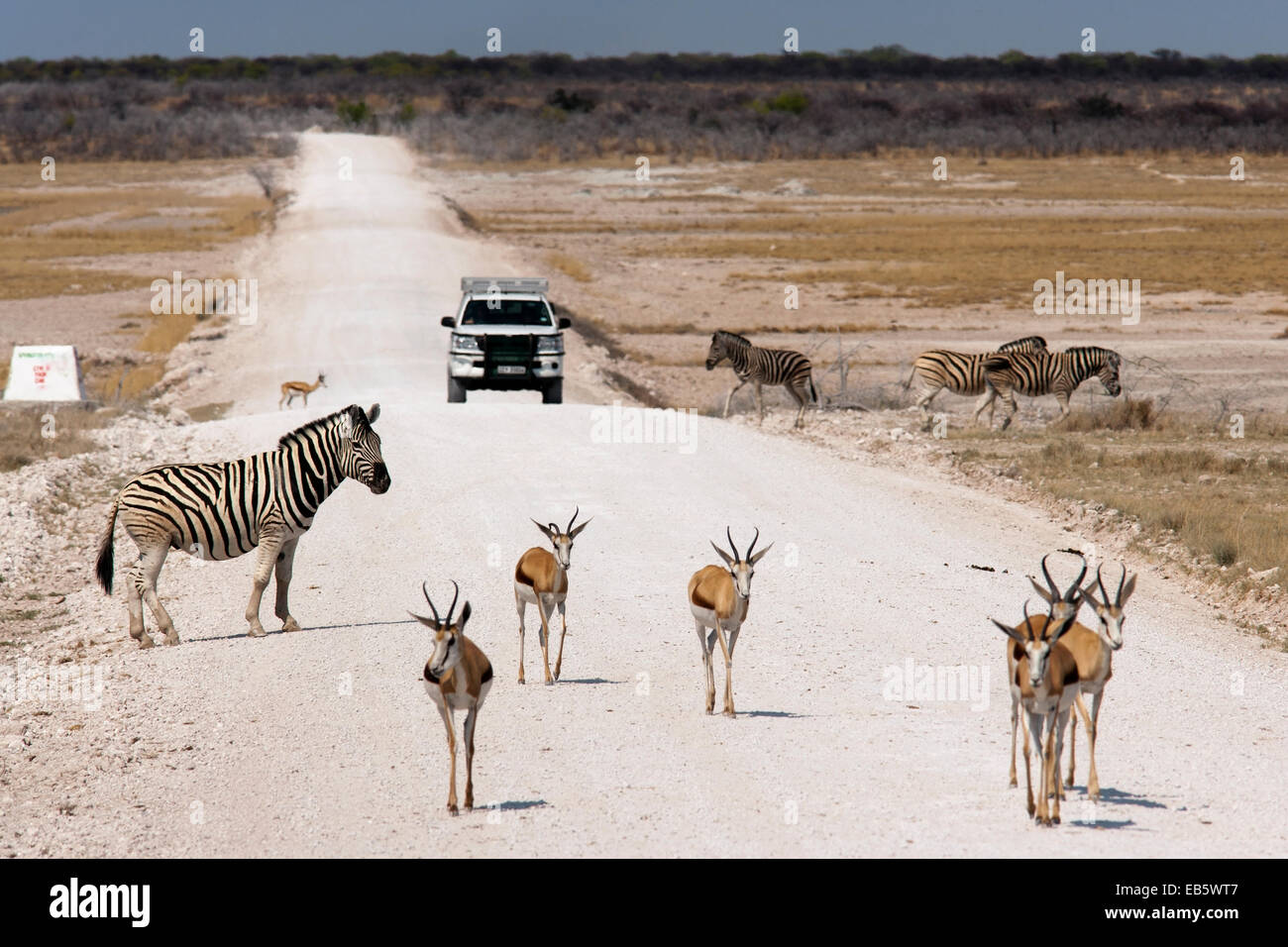 Springbock (Antidorcas Marsupialis) - Etosha Nationalpark - Namibia, Afrika Stockfoto