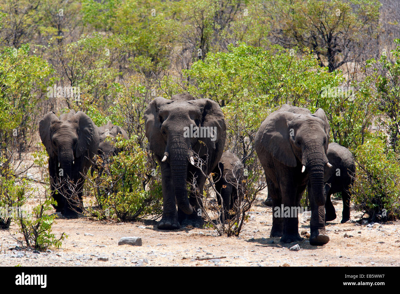 Afrikanischer Elefant (Loxodonta Africana) im Halali Wasserloch - Etosha Nationalpark - Namibia, Afrika Stockfoto