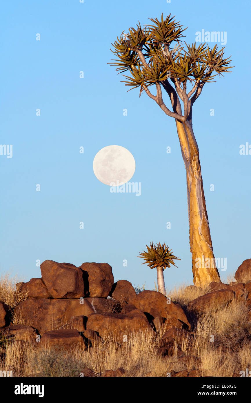 Mondaufgang am Köcherbaum (Aloe Dichotoma) Wald - Keetmanshoop, Namibia, Afrika (zusammengesetztes Bild mit Mond) Stockfoto