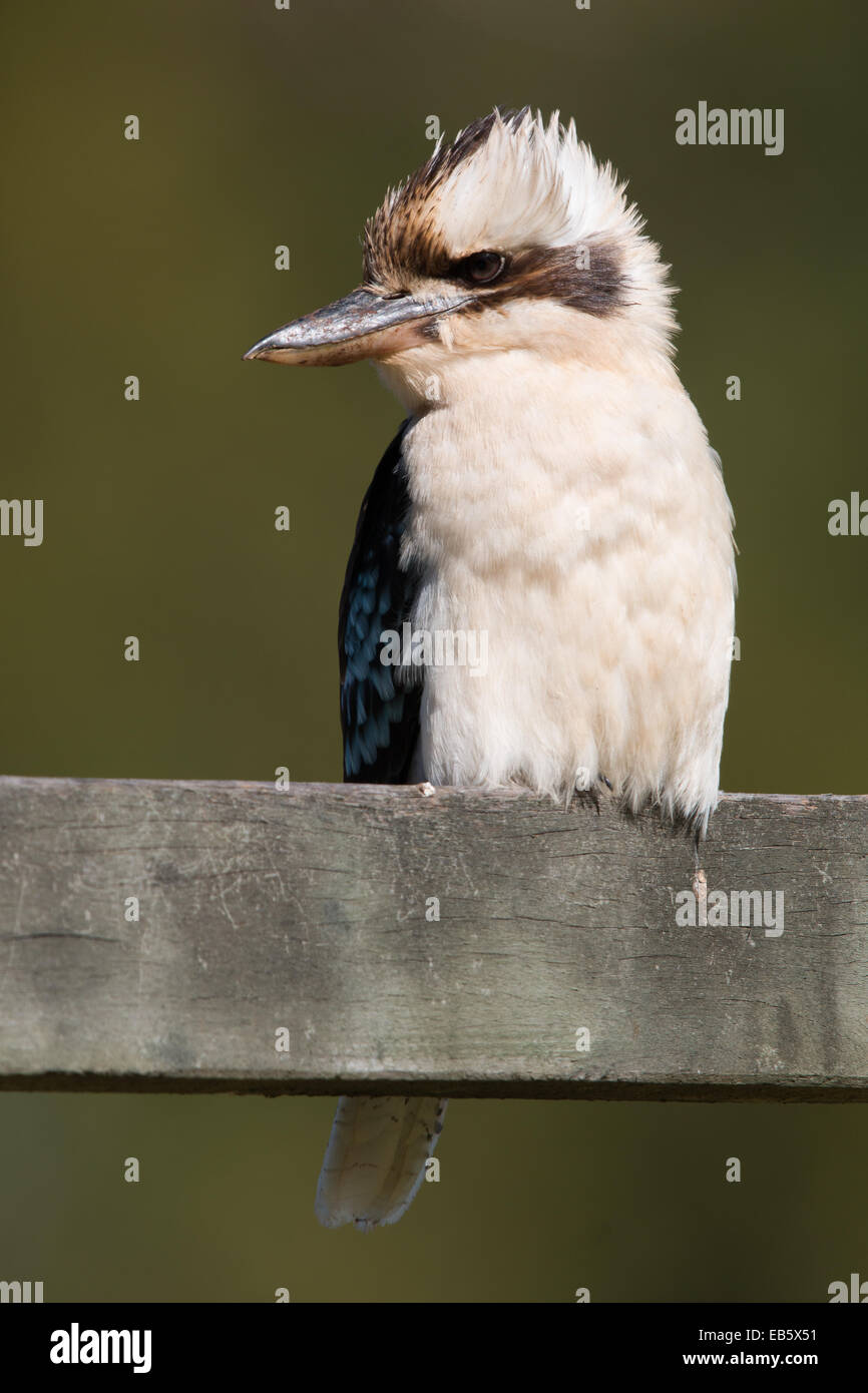 Laughing Kookaburra (Dacelo Novaeguineae) thront auf einem Holzzaun Stockfoto