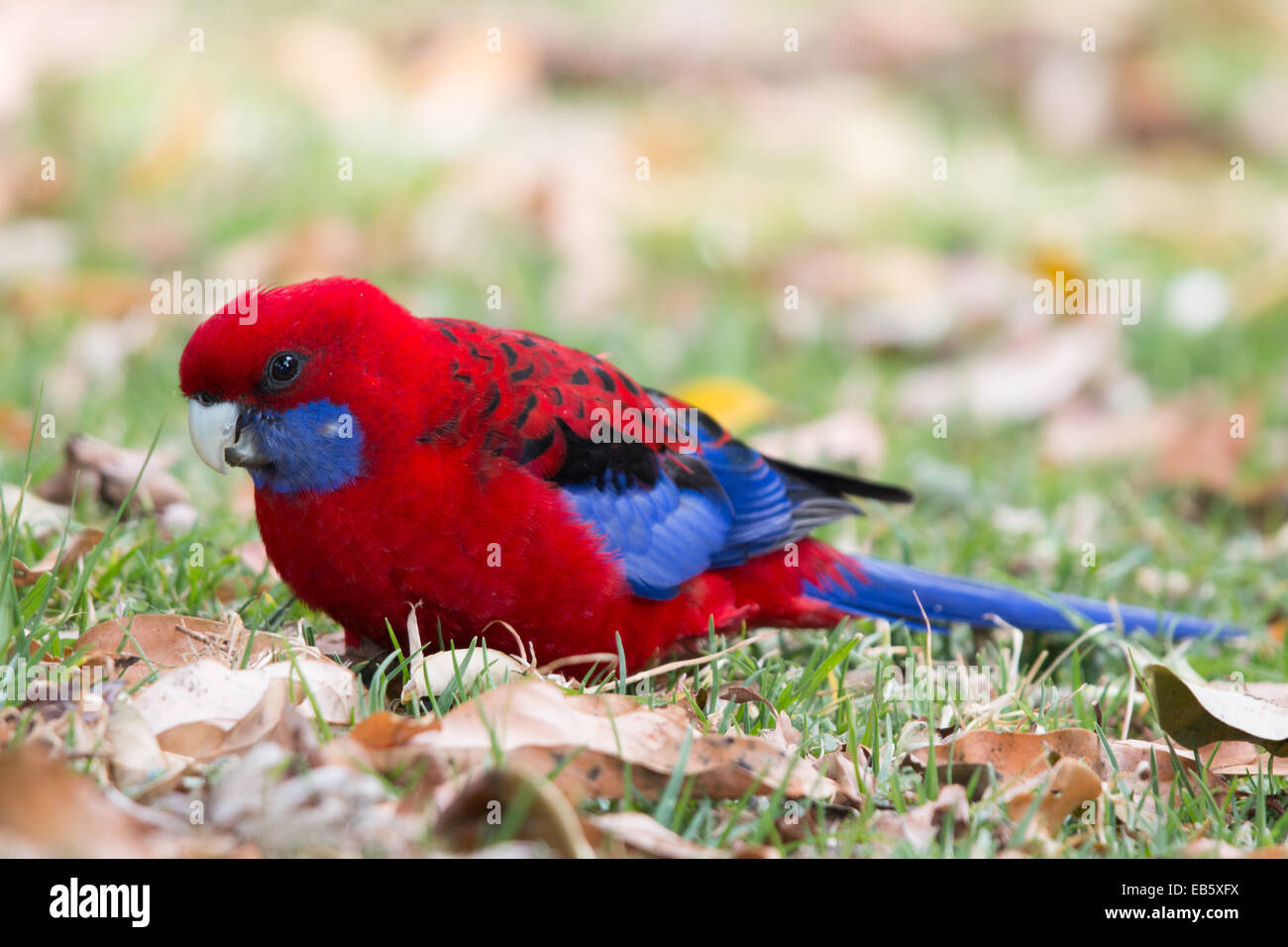 Pennantsittich (Platycercus Elegans) Stockfoto