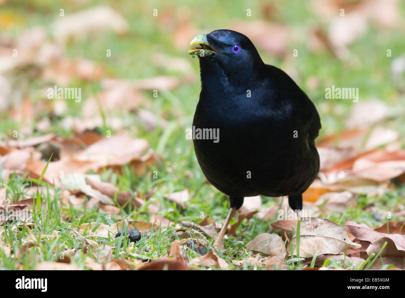 männliche Satin Laubenvogel (Ptilonorhynchus Violaceus) Stockfoto