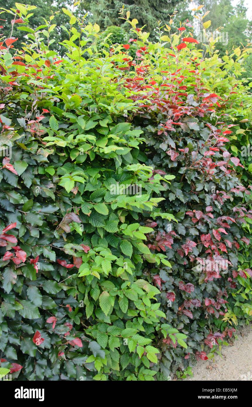 Gemeinsame Hainbuche (Carpinus betulus) und Rotbuche (Fagus sylvatica