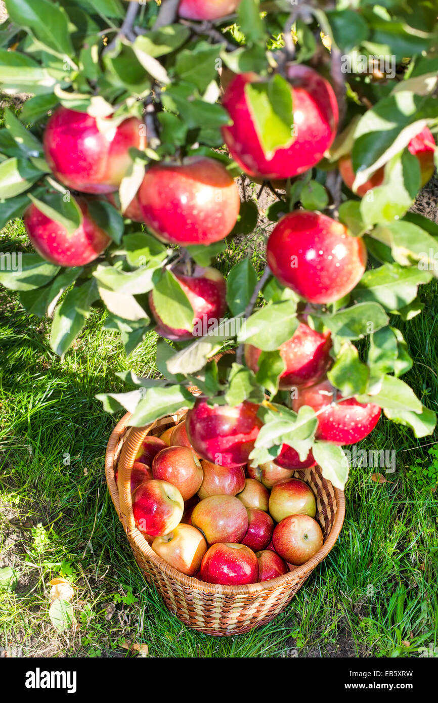 Reds reifem Apfel auf Apfel Baum und gerupft im Korb Stockfoto