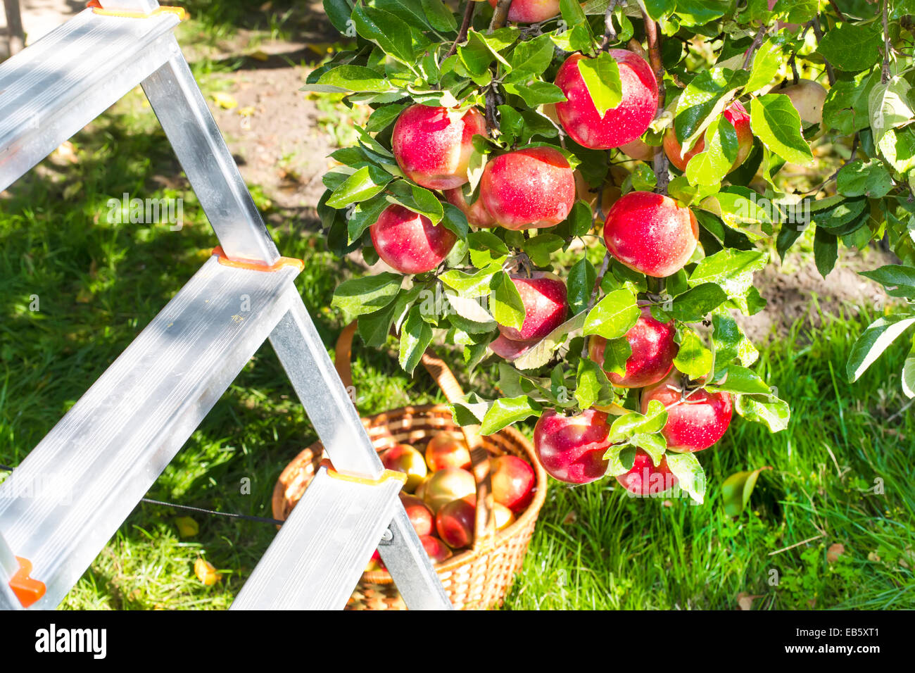 Reds reifem Apfel auf Apfel Baum und gerupft im Korb Stockfoto