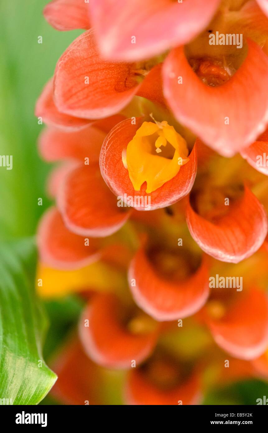Thai Tulip (curcuma gingerstar rote Fackel) Stockfoto