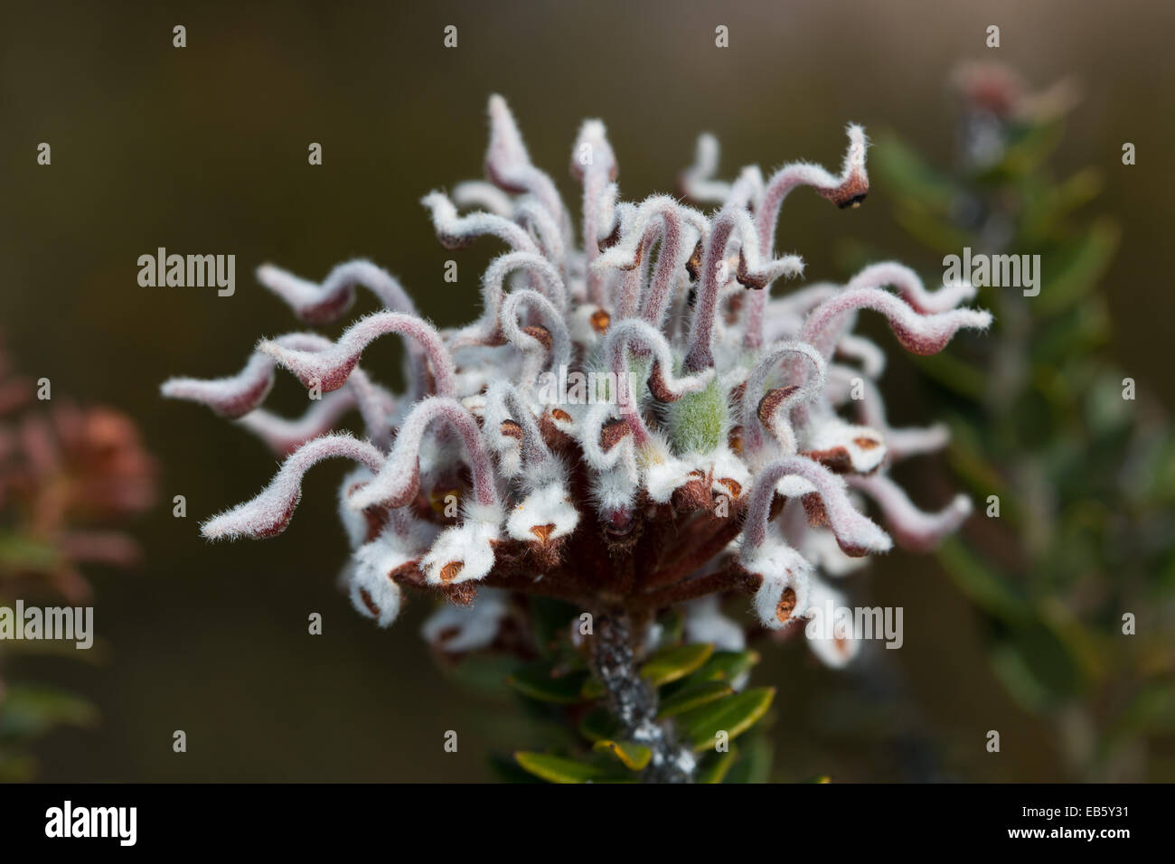 Grey Spider Flower (Grevillea Buxifolia) Stockfoto