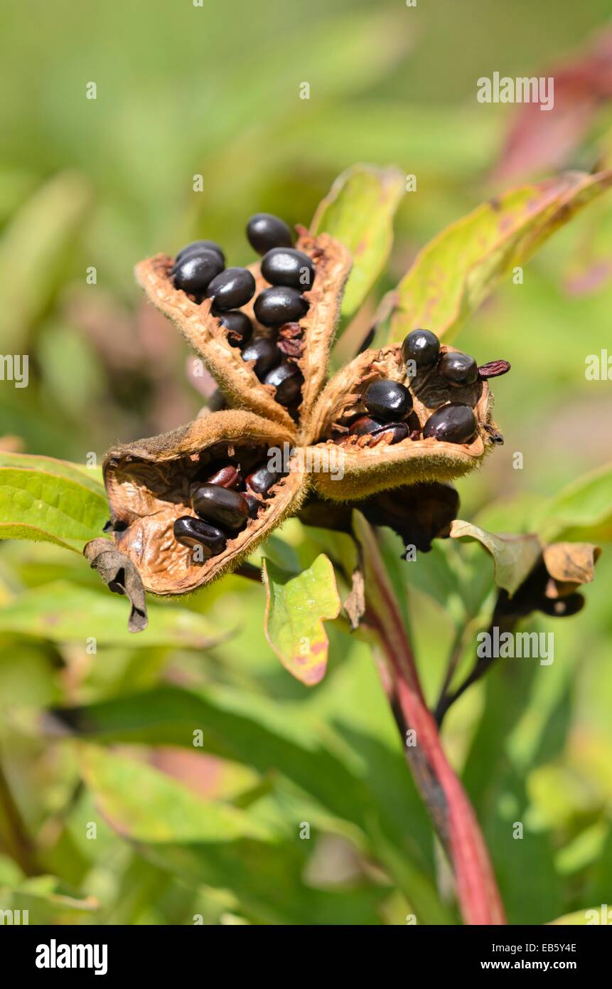 Gemeinsame Pfingstrose (Paeonia officinalis) Stockfoto