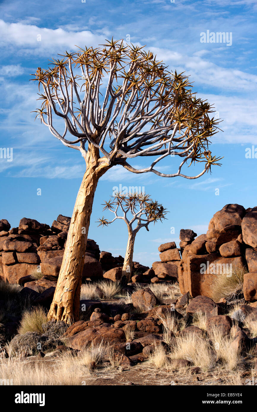 Köcher (Aloe Dichotoma) Baum in dem Riesen Spielplatz - Keetmanshoop, Namibia, Afrika Stockfoto