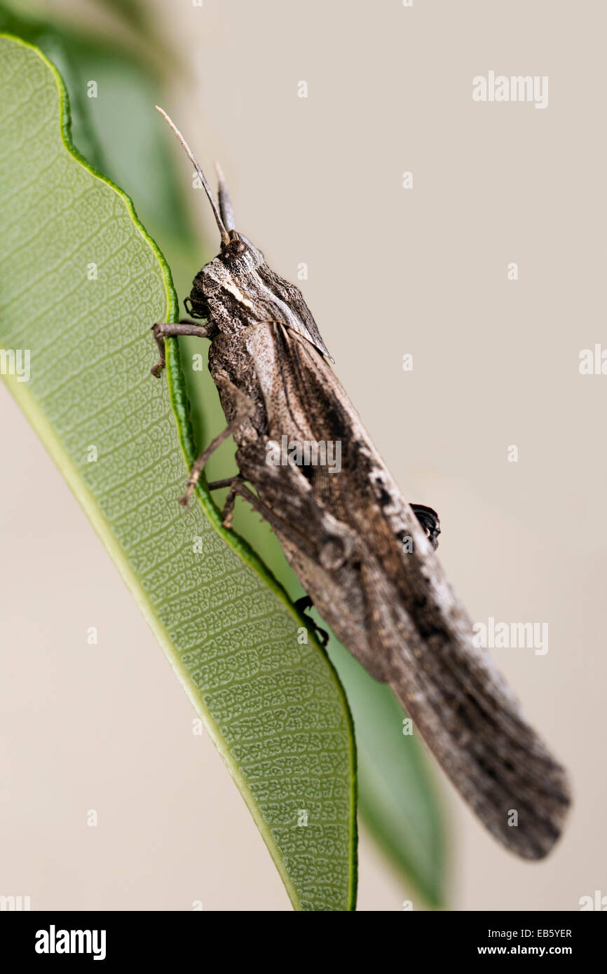 Braune Grashüpfer (Pamphagidae) - Windhoek, Namibia, Afrika [veränderte Bildhintergrund] Stockfoto