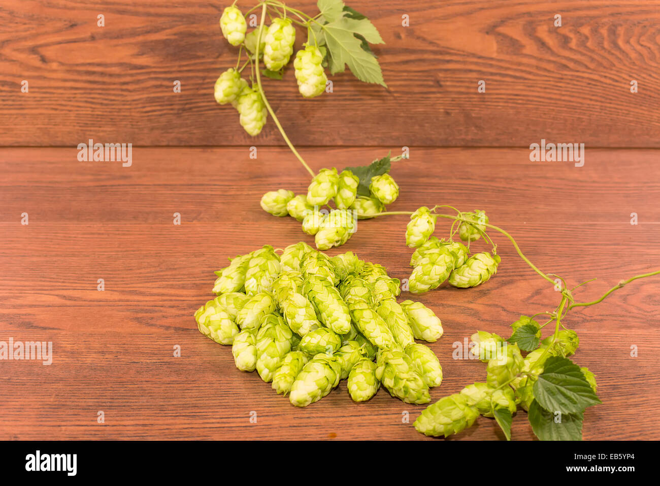 Beulen oder Blütenstand Hopfen gewöhnlichen Stockfoto