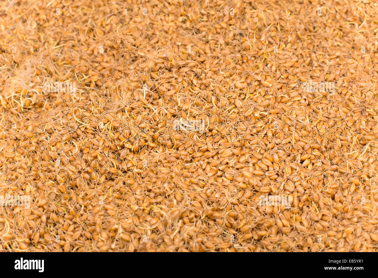 Wheat grains -Fotos und -Bildmaterial in hoher Auflösung – Alamy