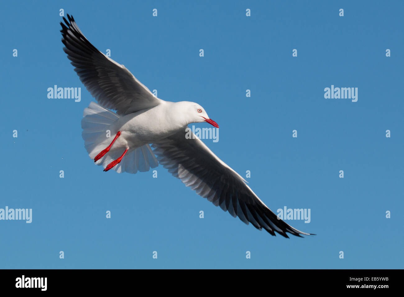 Erwachsenen Silber Möwe (Larus Novaehollandiae) im Flug Stockfoto