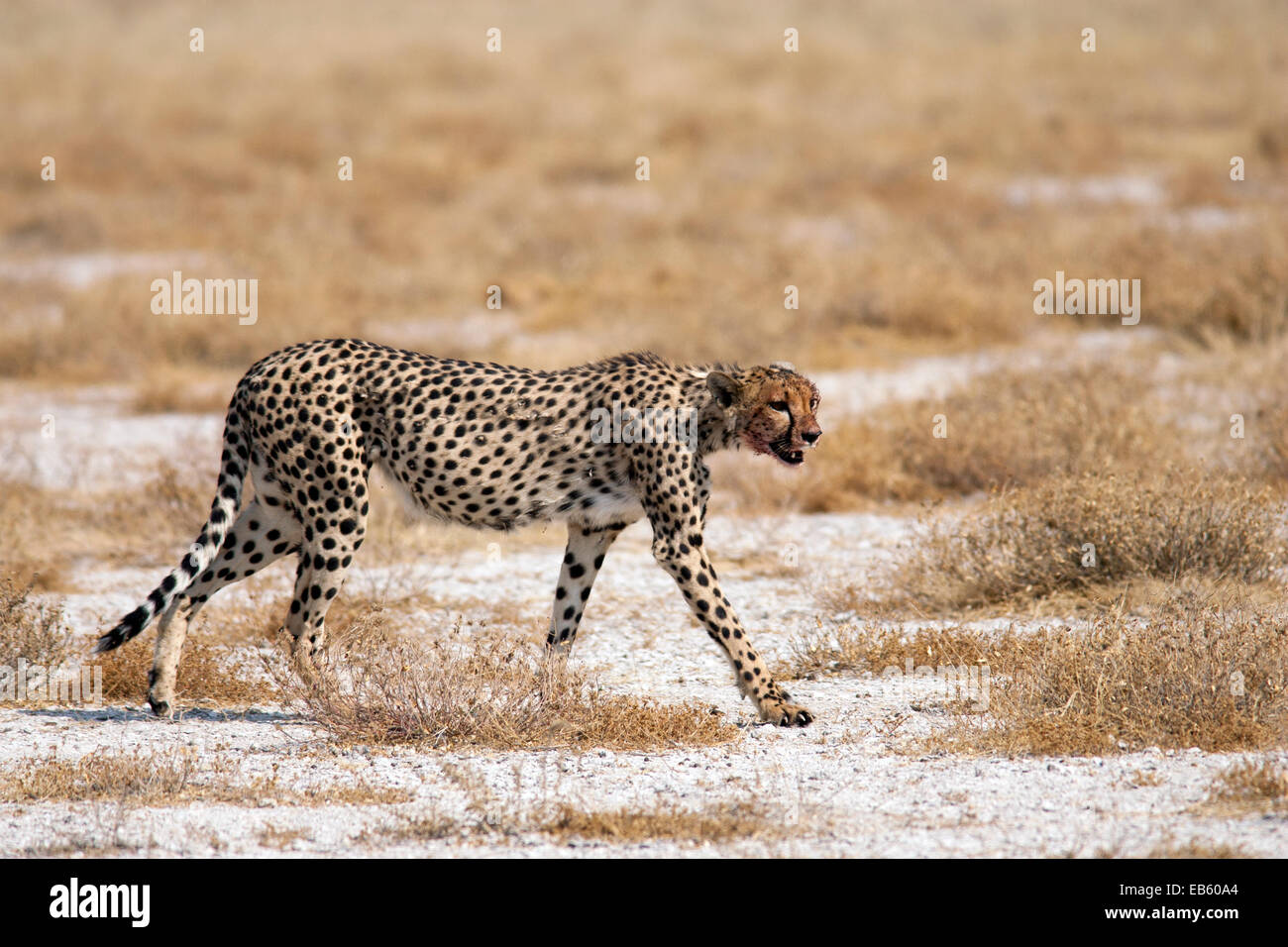 Gepard (Acinonyx Jubatus) - Etosha Nationalpark - Namibia, Afrika Stockfoto