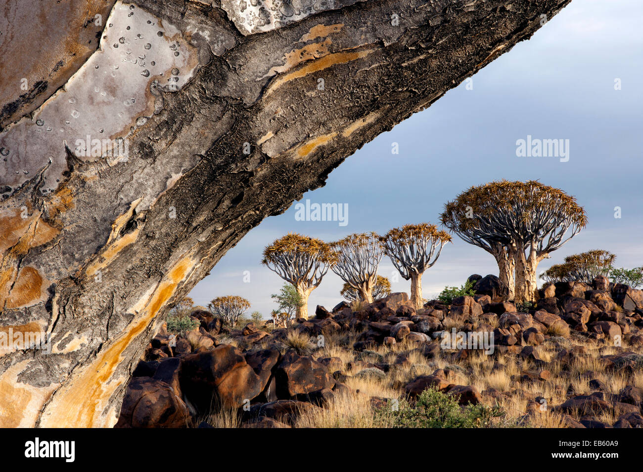 Köcher (Aloe Dichotoma) Baum Wald - Keetmanshoop, Namibia, Afrika (zusammengesetztes Bild für Enhanced Depth of Field) Stockfoto