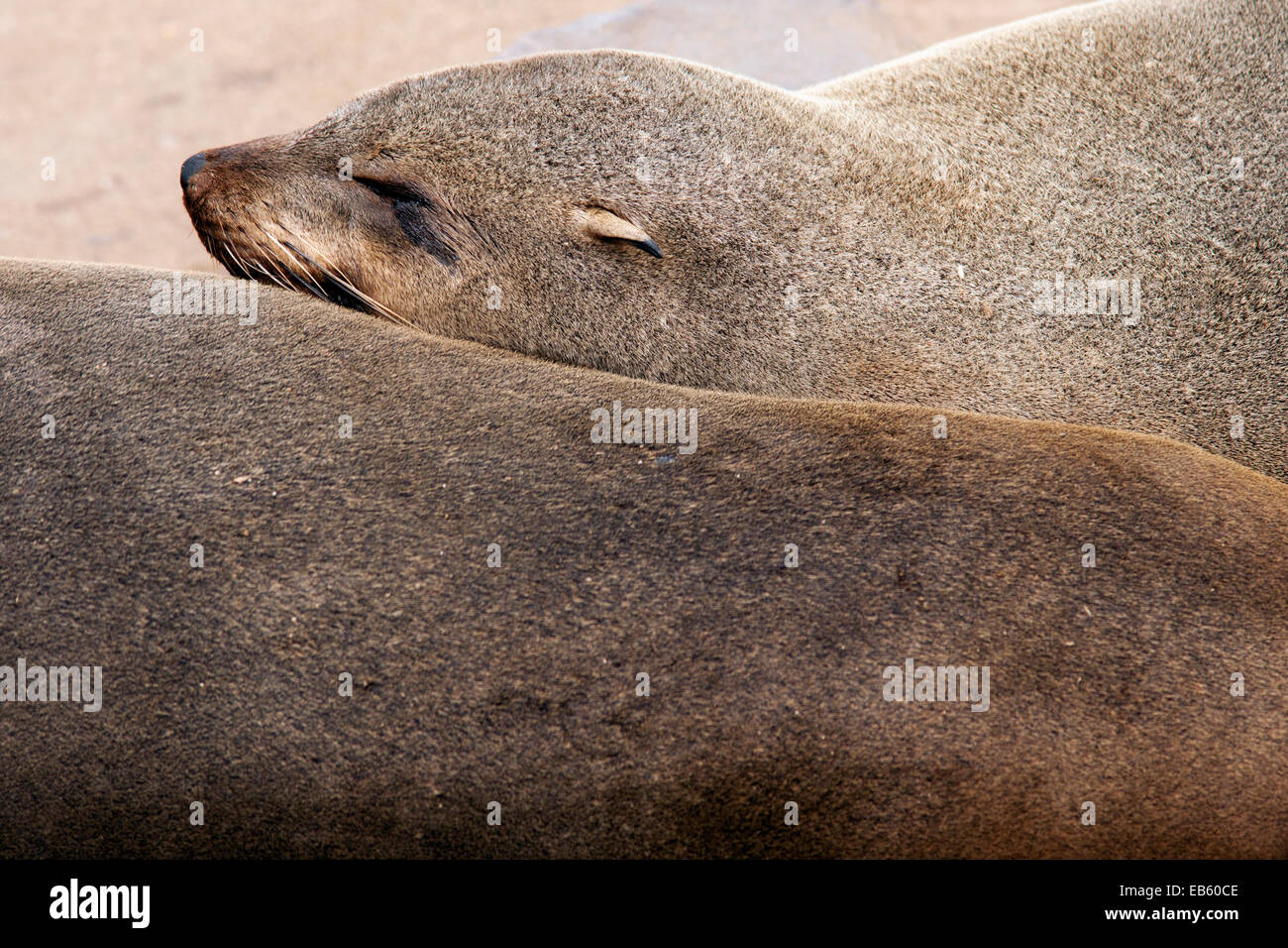 Robben - Cape Cross Seal Reserve - in der Nähe von Henties Bay, Namibia, Afrika Stockfoto