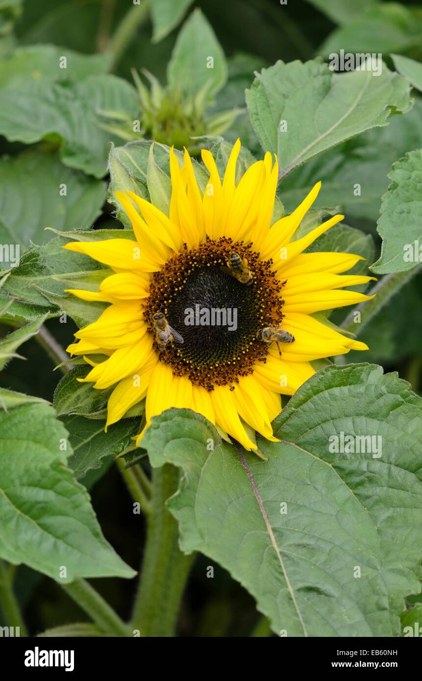 Gemeinsame Sonnenblume (Helianthus annuus 'choco Sun') und Bienen (Apis) Stockfoto