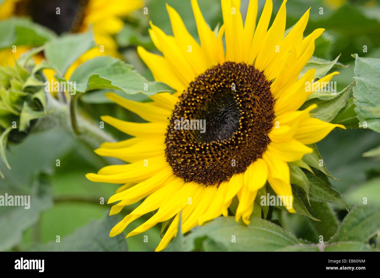 Gemeinsame Sonnenblume (Helianthus annuus 'choco Sun') Stockfoto