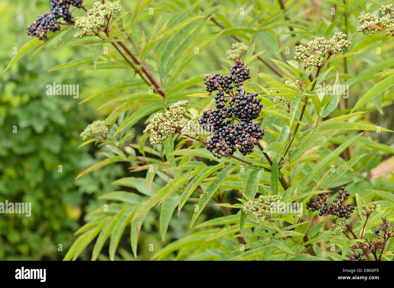 Zwerg Holunder (sambucus ebulus) Stockfoto