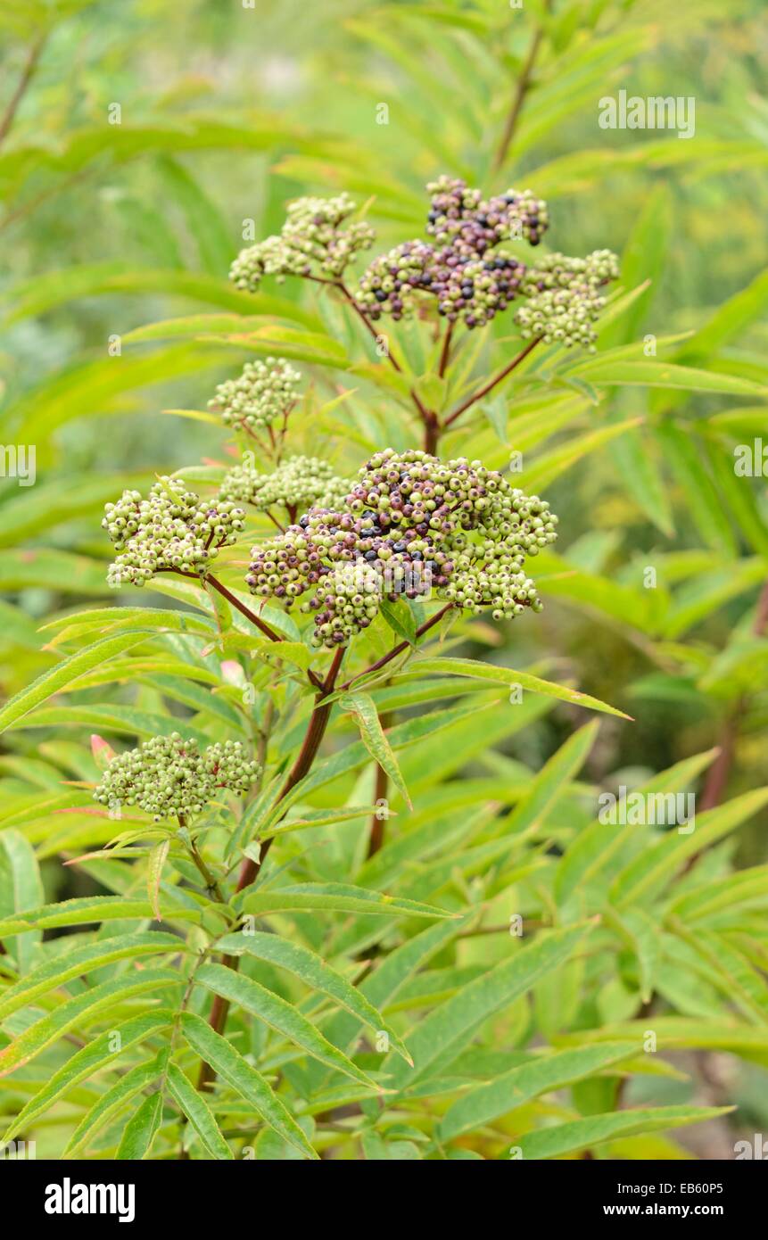 Zwerg Holunder (sambucus ebulus) Stockfoto