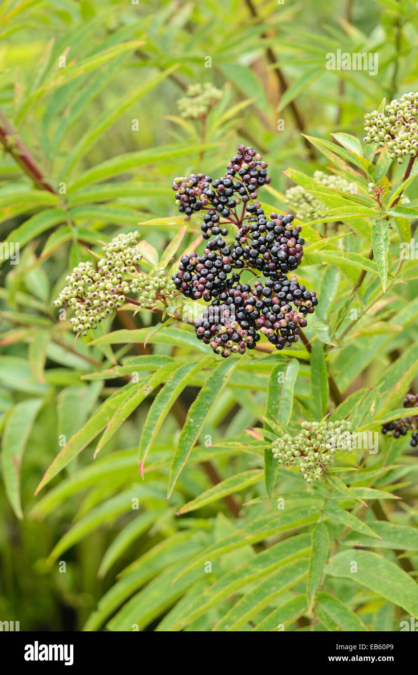 Zwerg Holunder (sambucus ebulus) Stockfoto