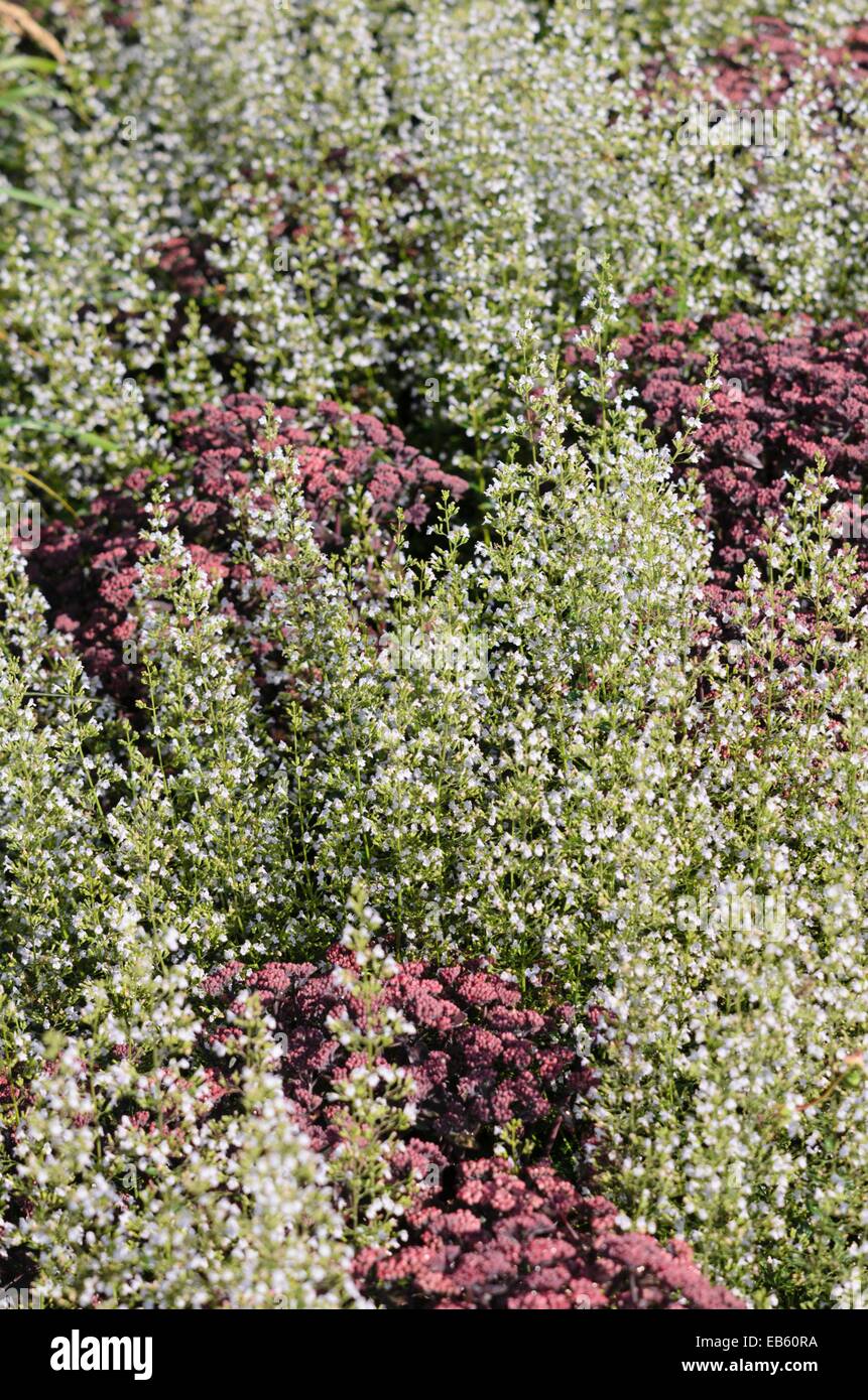 Weniger bergminze (calamintha nepeta) und Fetthenne (sedum) Stockfoto