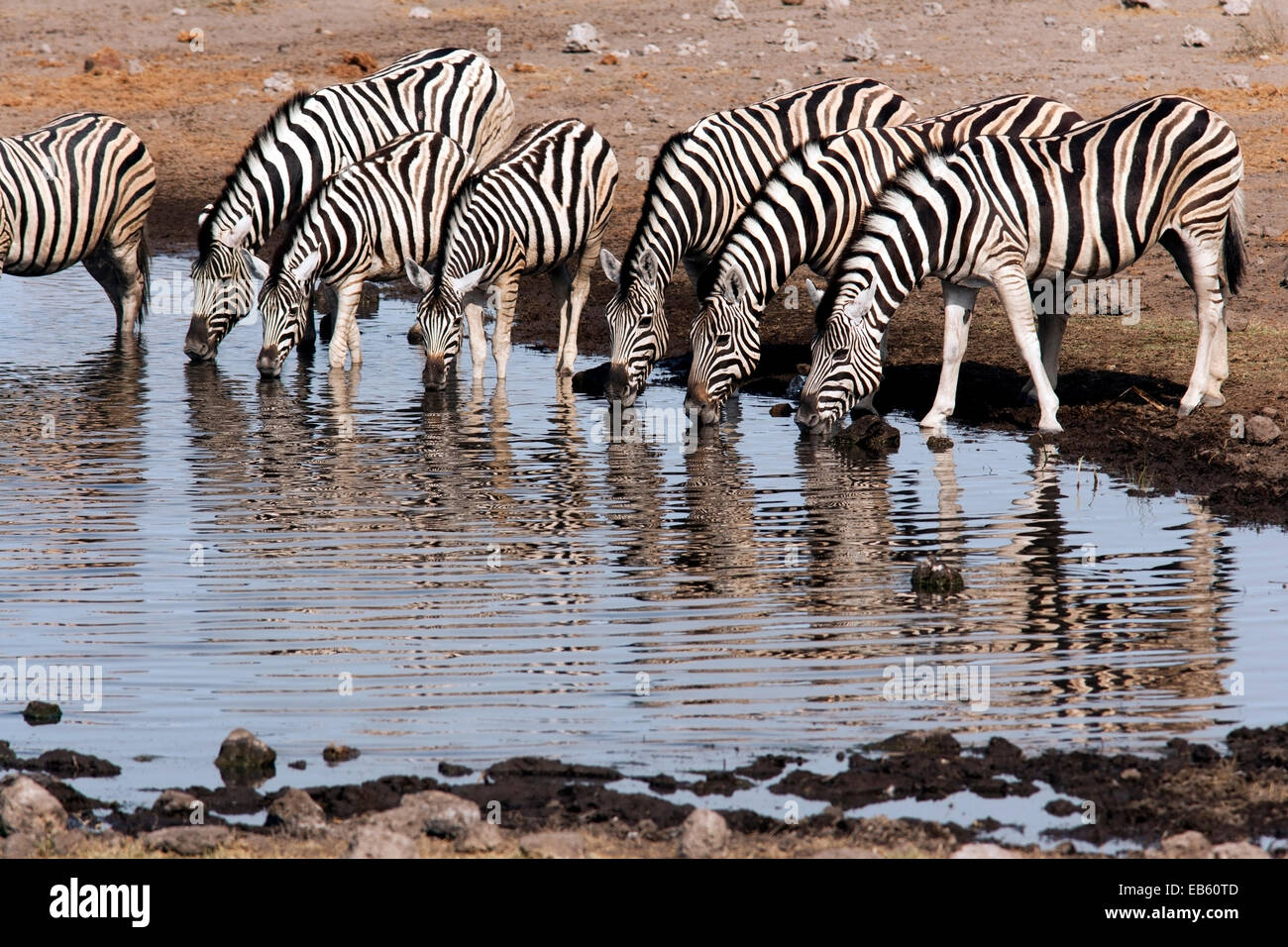 Burchell Zebra (Equus Quagga Burchellii) an Koinchas Wasserstelle in Etosha Nationalpark - Namibia, Afrika Stockfoto