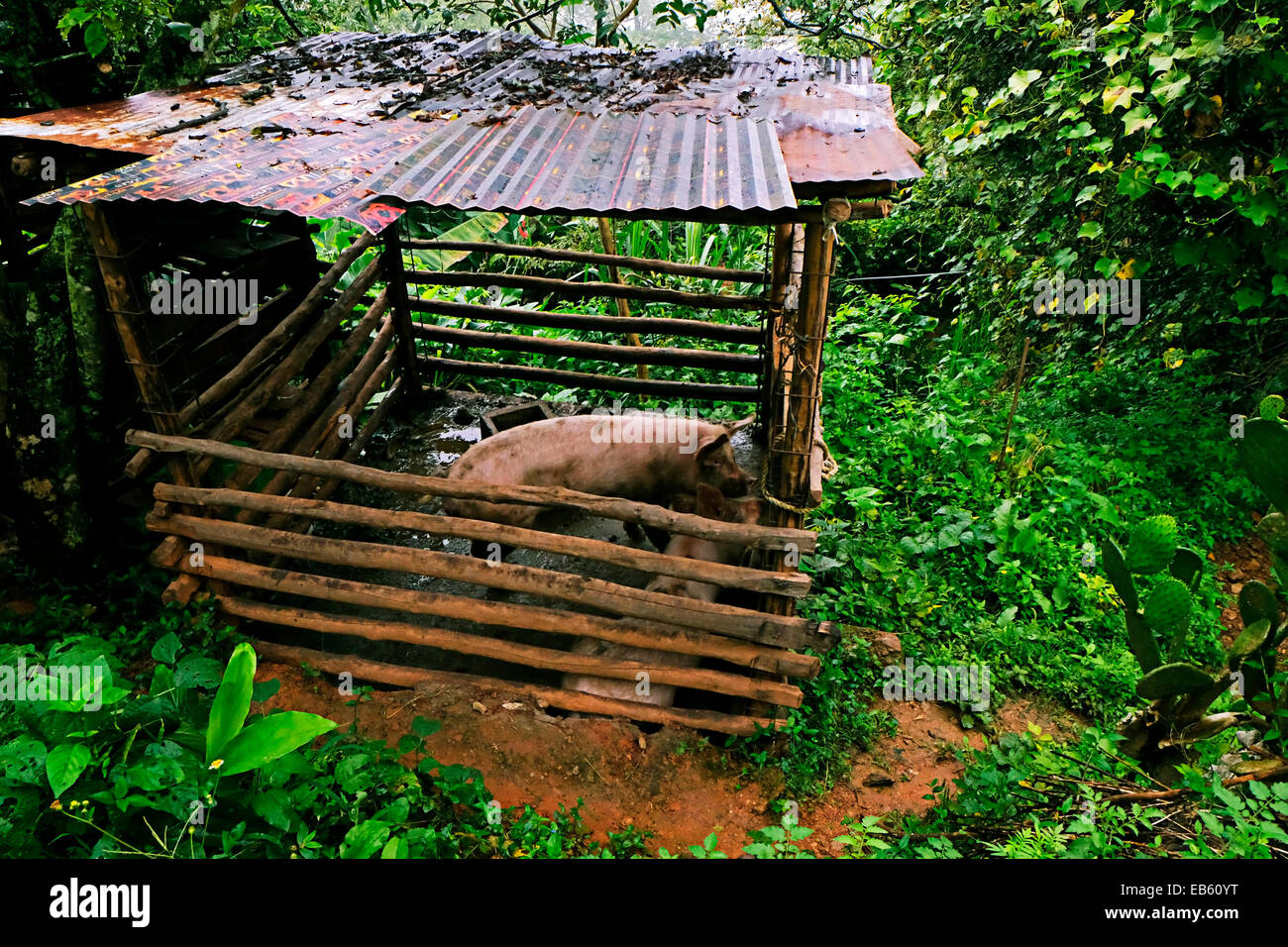 Schweine in einer Feder in Yagavila Mountain Village Oaxaca Mexiko Stockfoto