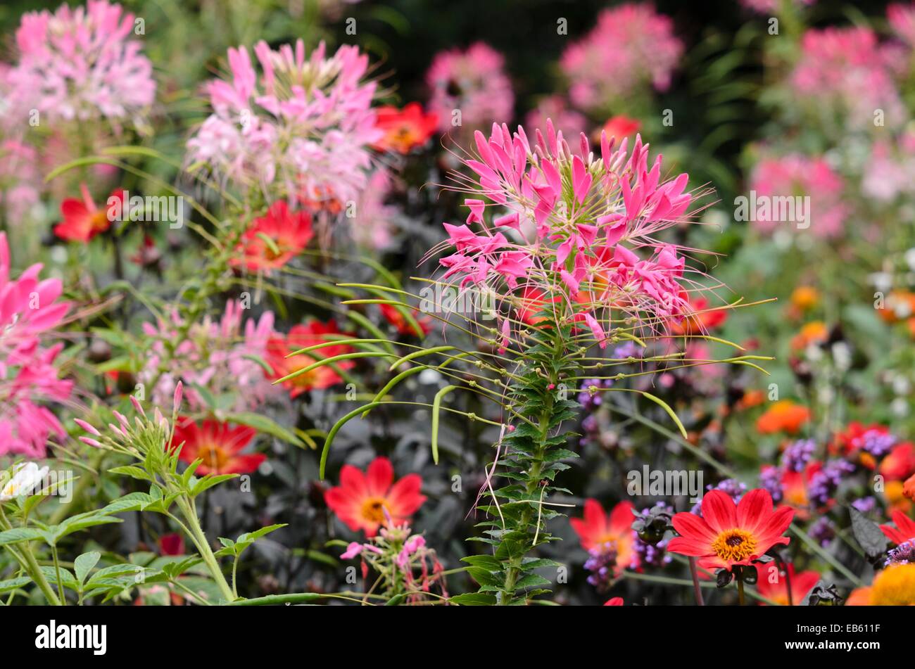 Spider Blume (tarenaya cleome hassleriana hassleriana Syn.) Stockfoto